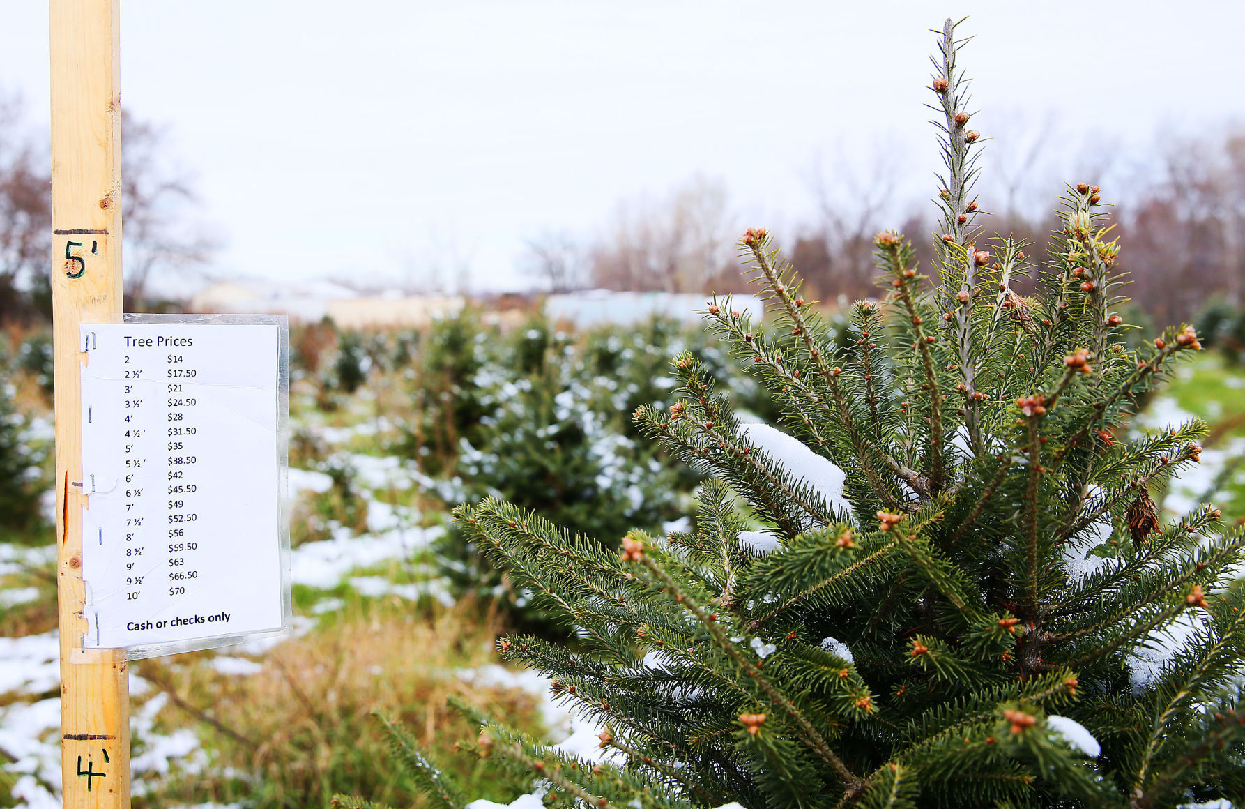 Wyffels Tree Farm